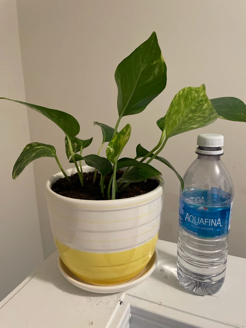 Pothos Plant in Yellow and White Pot - photo 3