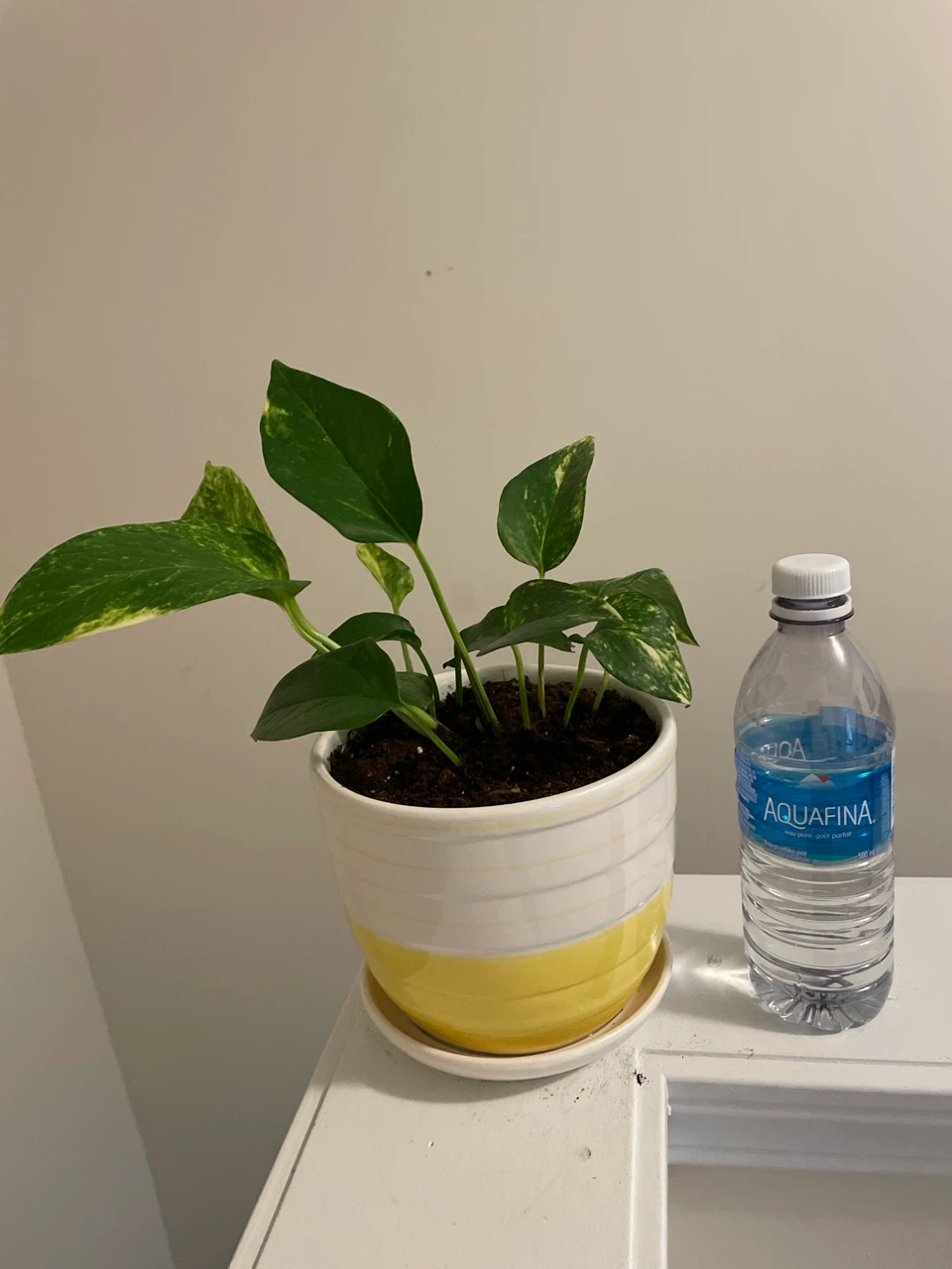 Pothos Plant in Yellow and White Pot - photo 4