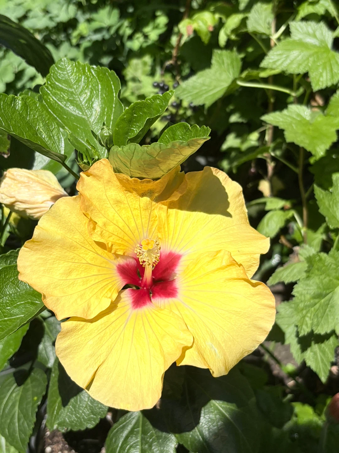 Large Bloom Hibiscus Plants