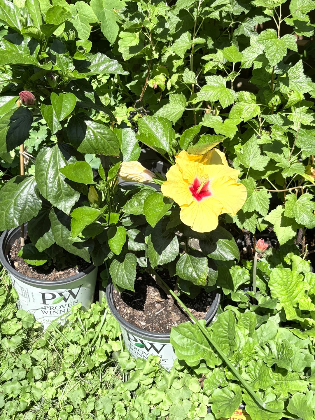 Large Bloom Hibiscus Plants - photo 2