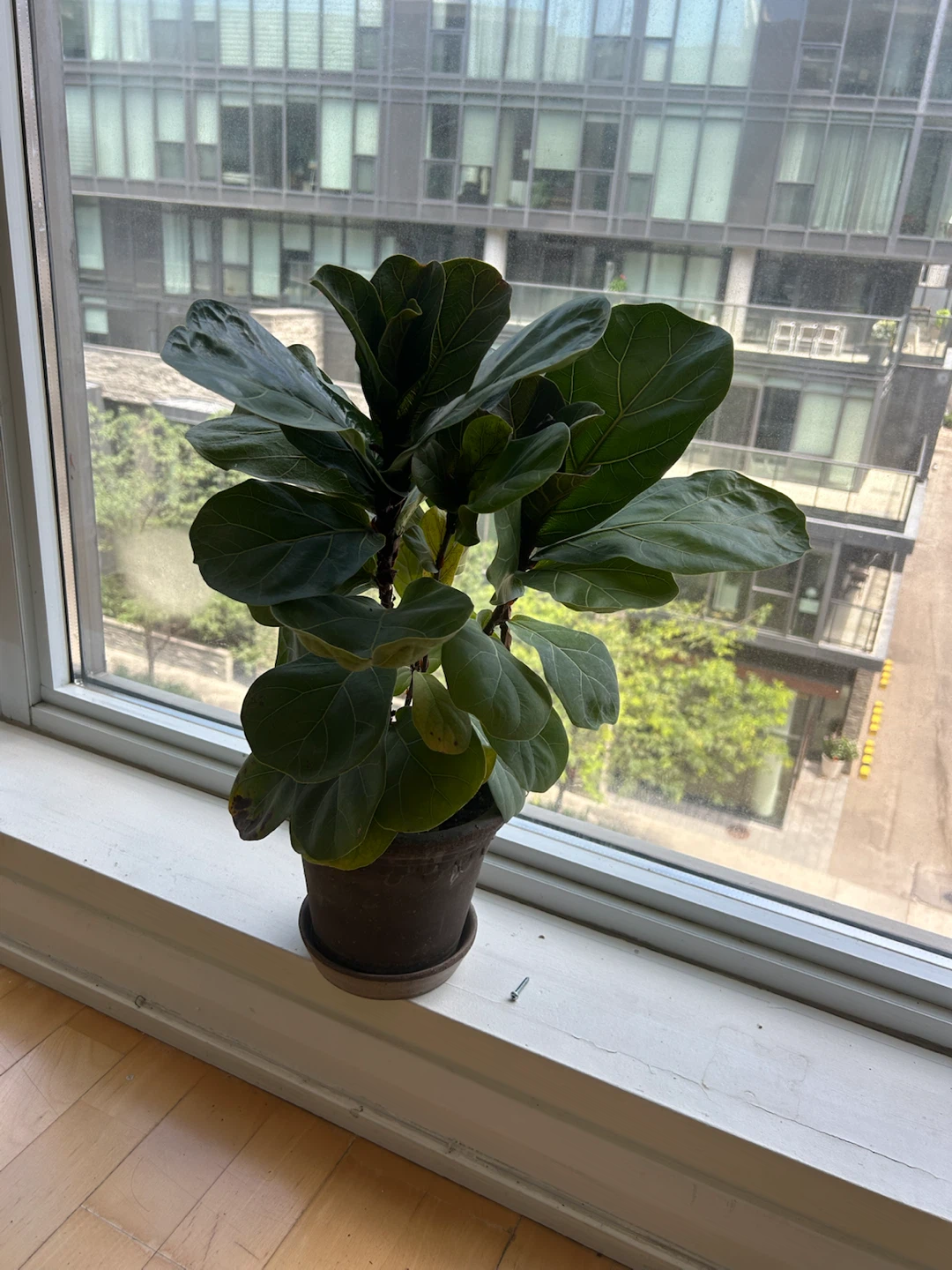 Room Plant has to go