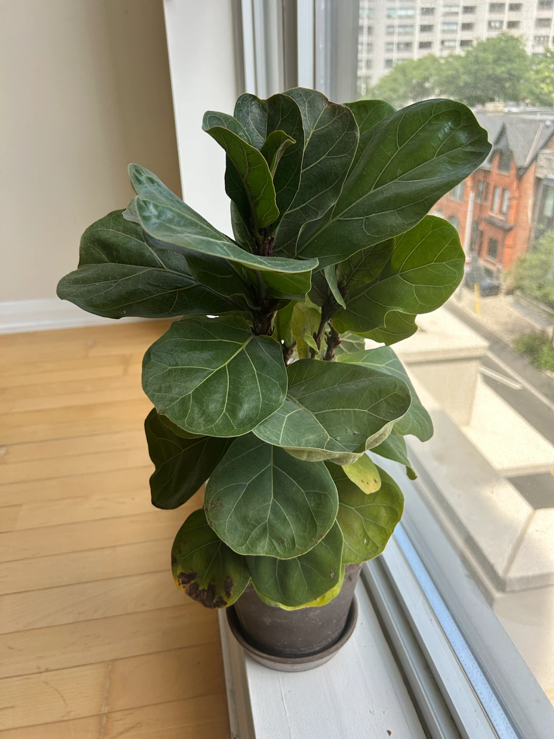 Room Plant has to go - photo 2
