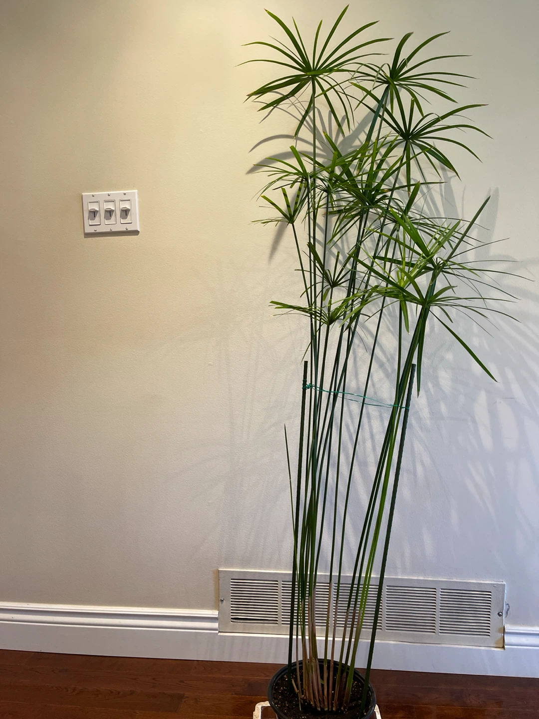 Tall Papyrus Plant/ umbrella