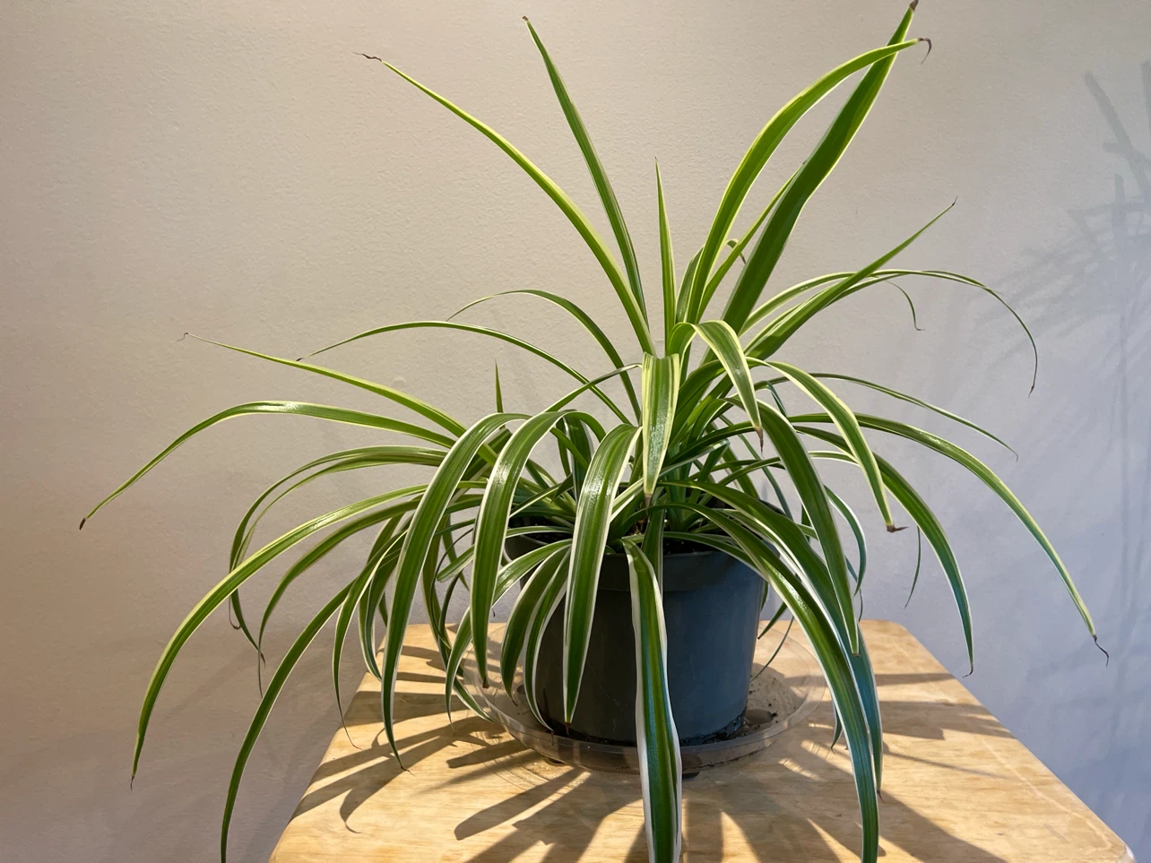 Spider Plant in Pot