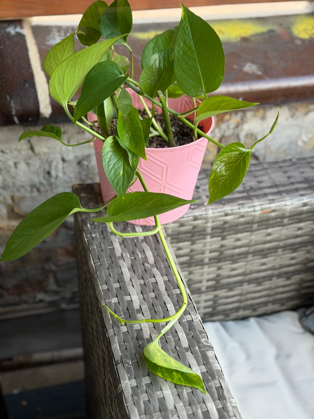 Pothos Plant in Pink Pot