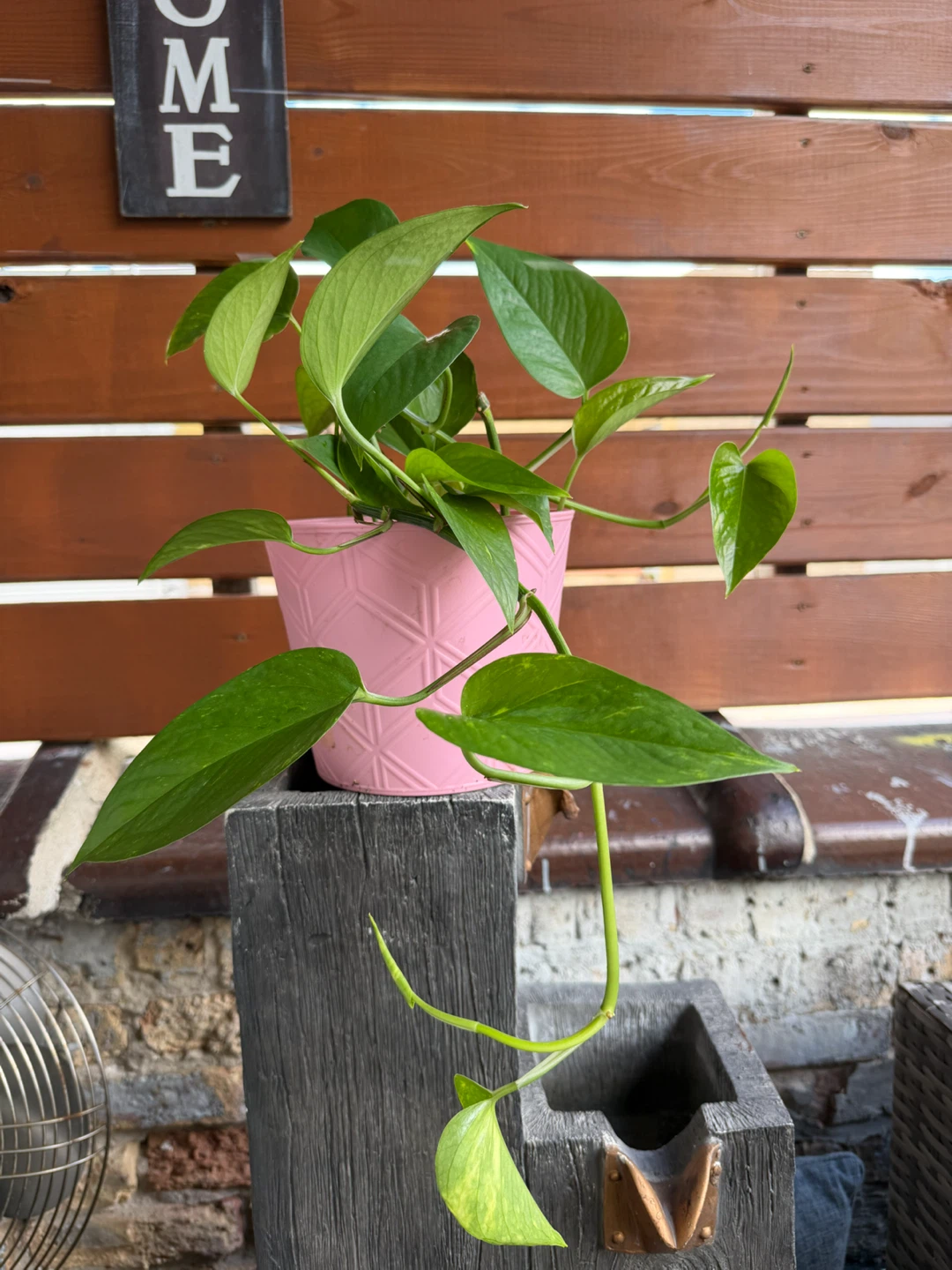 Pothos Plant in Pink Pot - photo 2