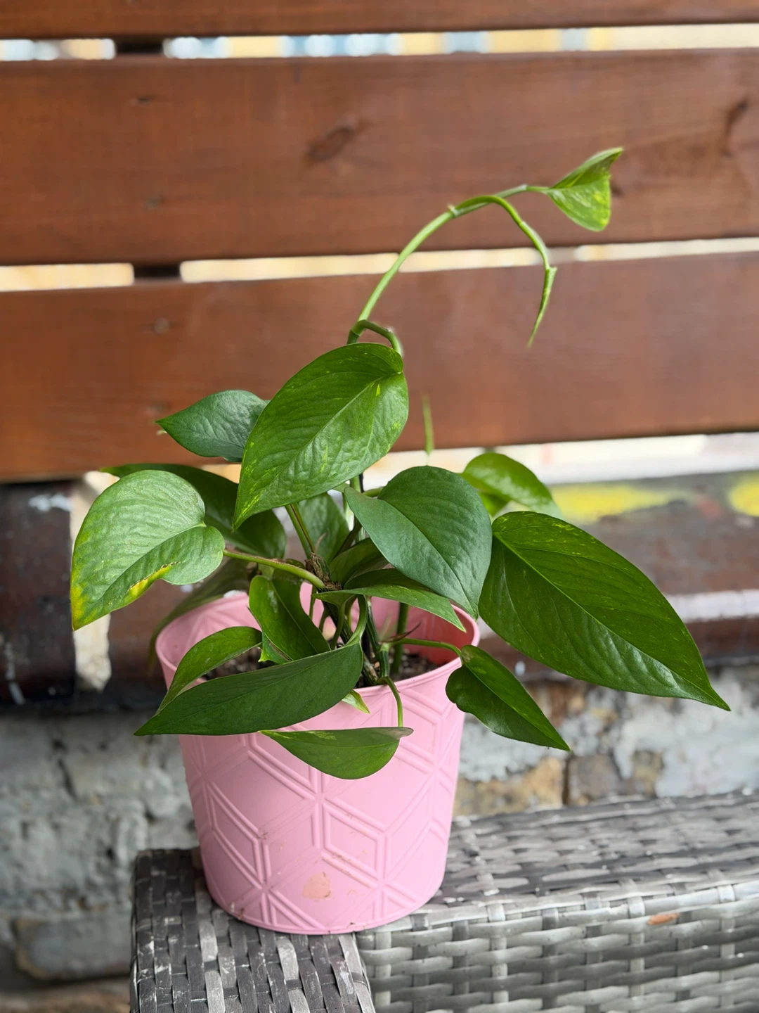 Pothos Plant in Pink Pot - photo 3