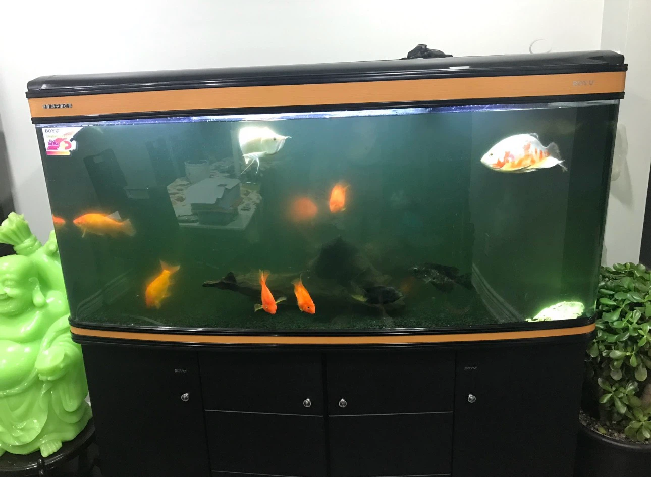 BOYU Aquarium