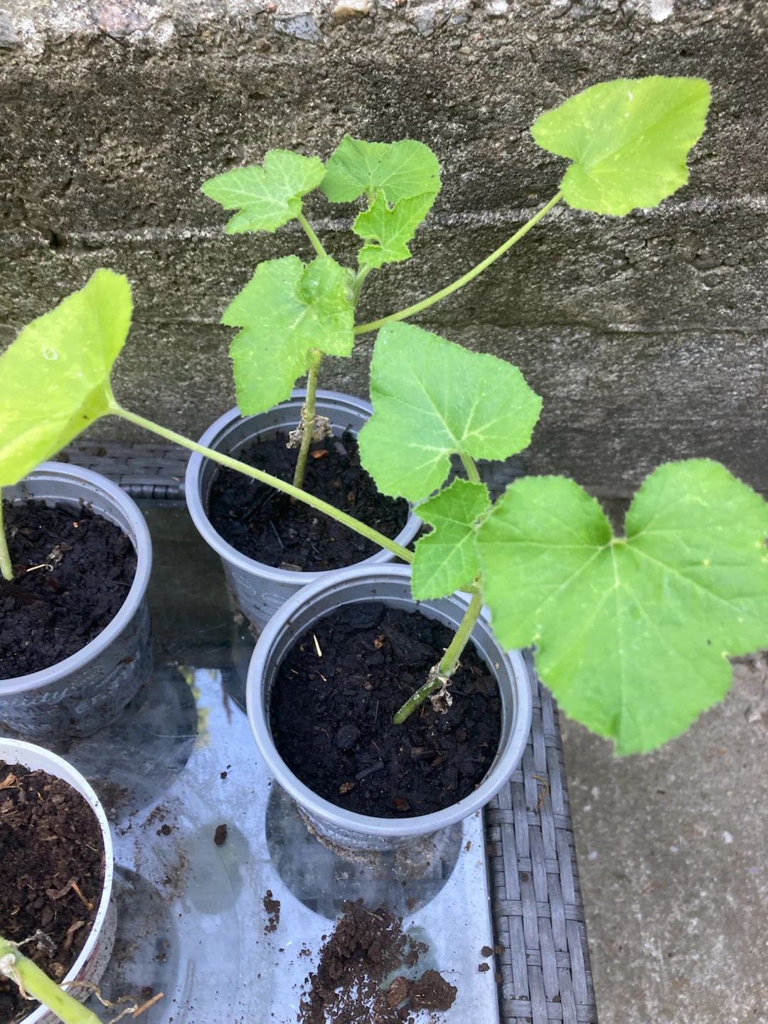 FREE Spaghetti Squash Plants