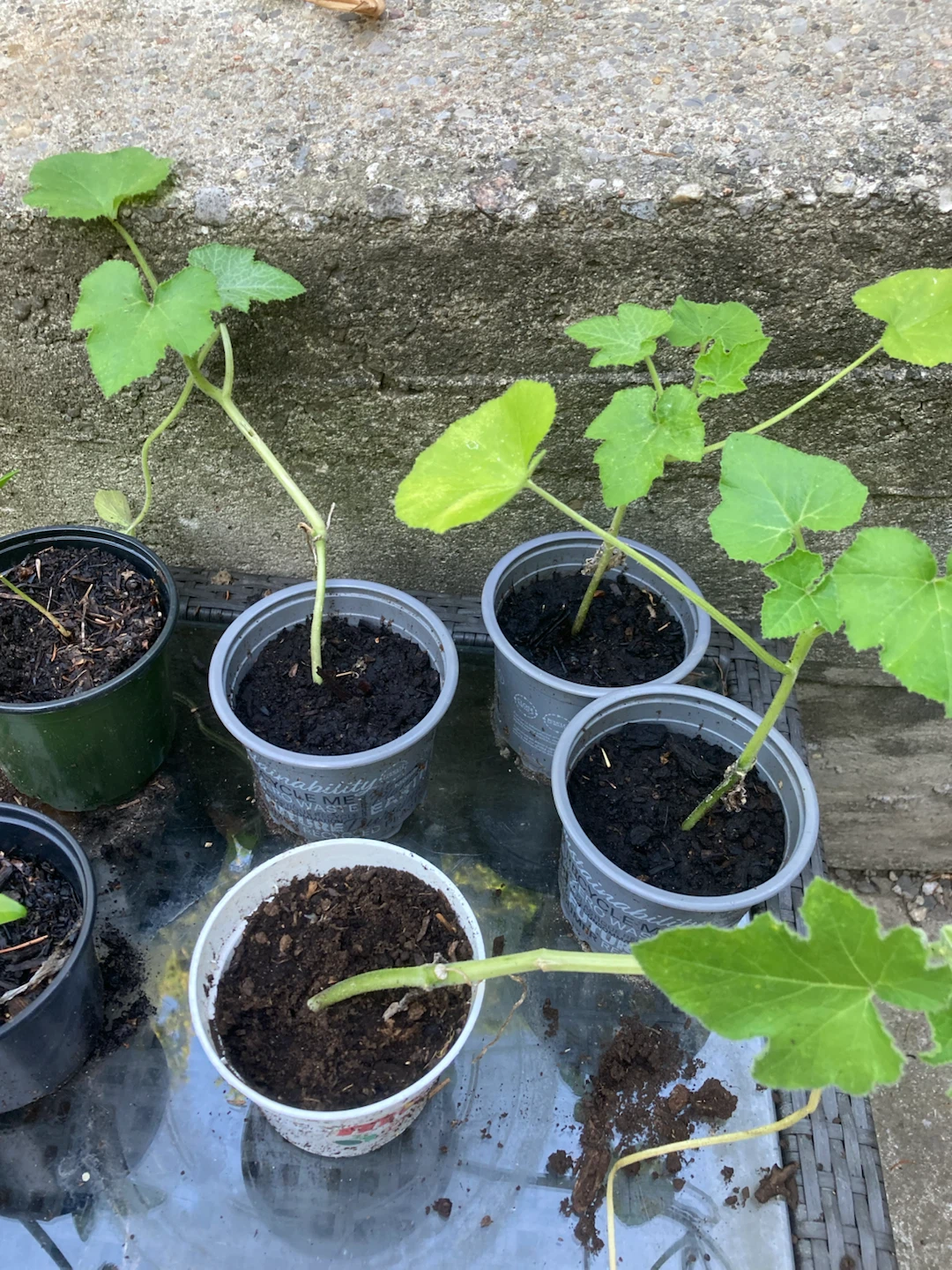 FREE Spaghetti Squash Plants - photo 2