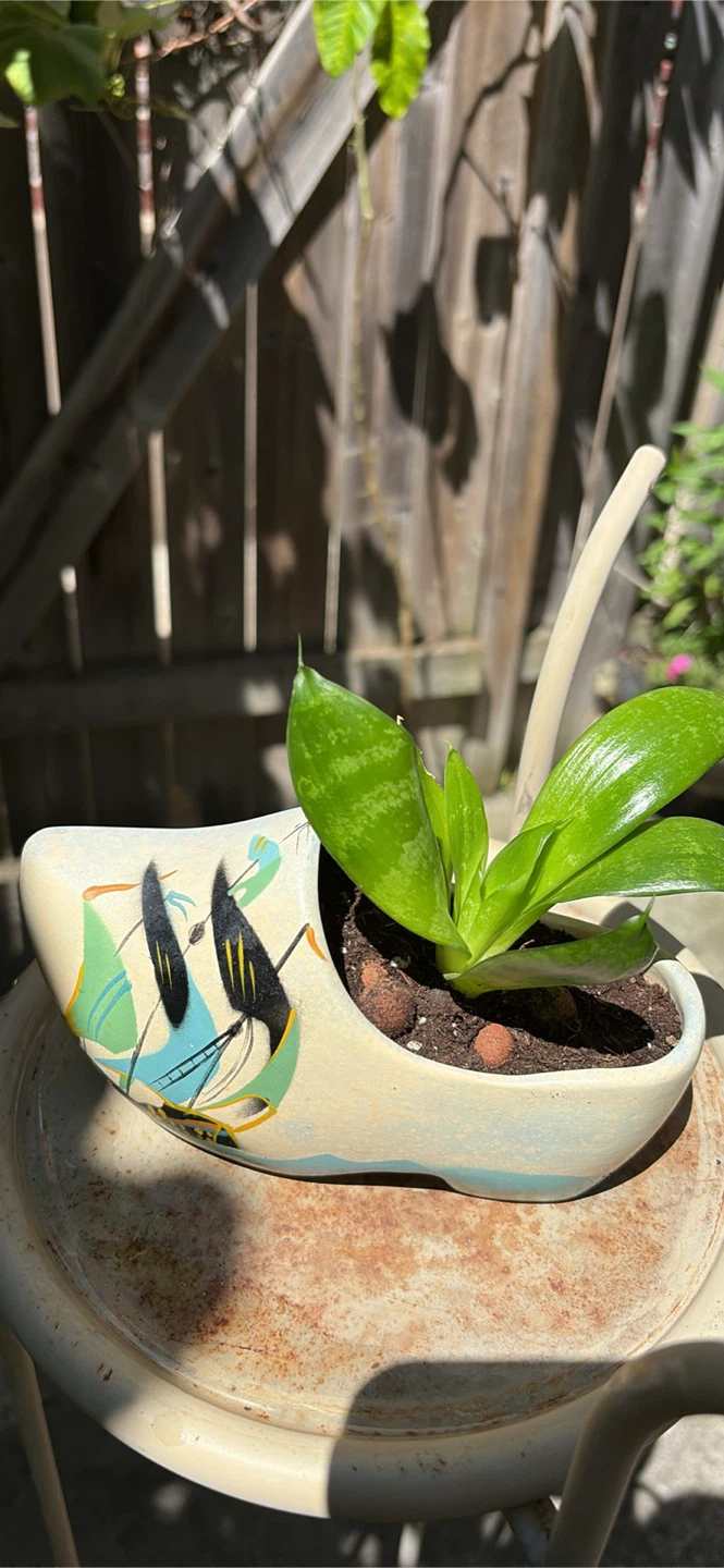 Planted Succulent in Dutch Clog Planter