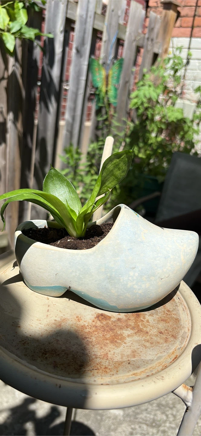 Planted Succulent in Dutch Clog Planter - photo 3