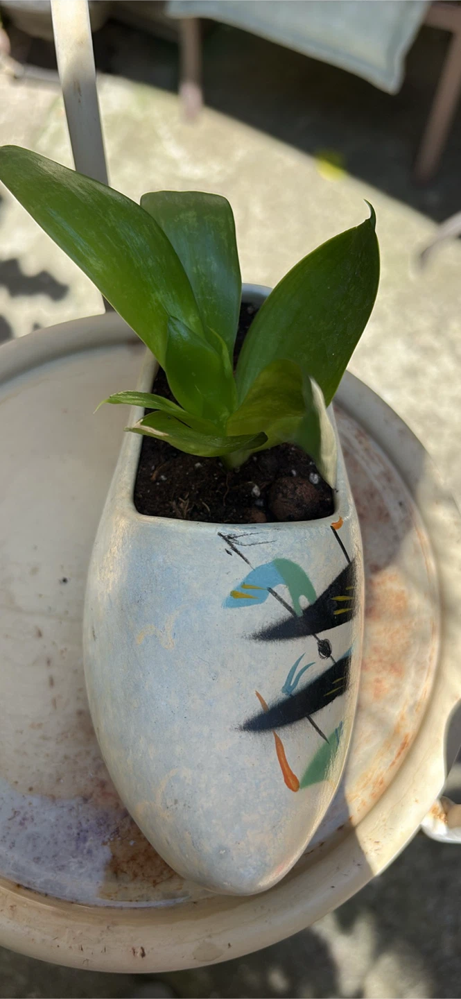Planted Succulent in Dutch Clog Planter - photo 4