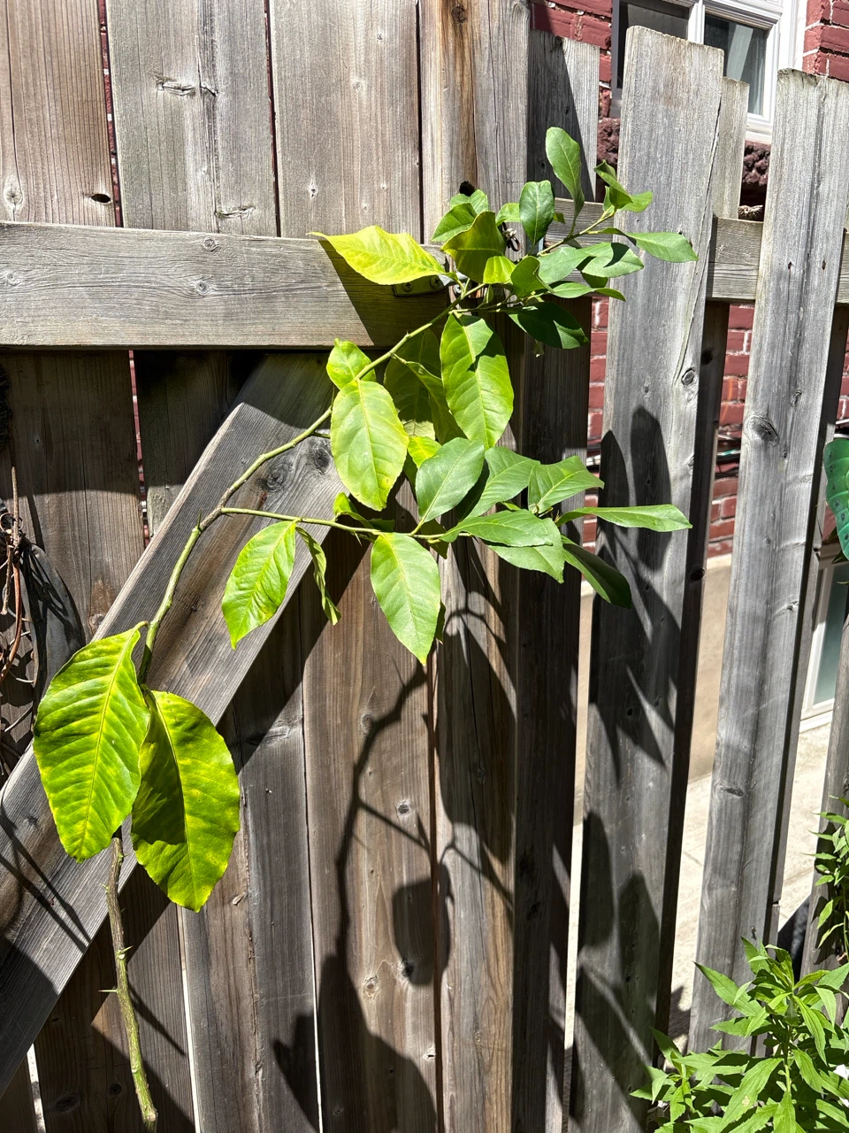 Lemon Tree Branch with Leaves