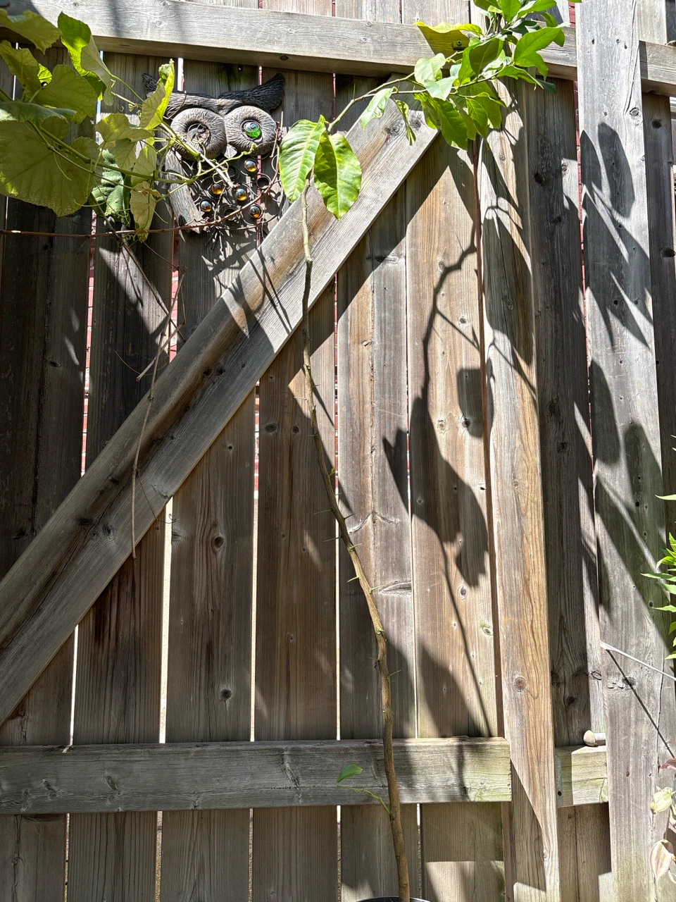 Lemon Tree Branch with Leaves - photo 2