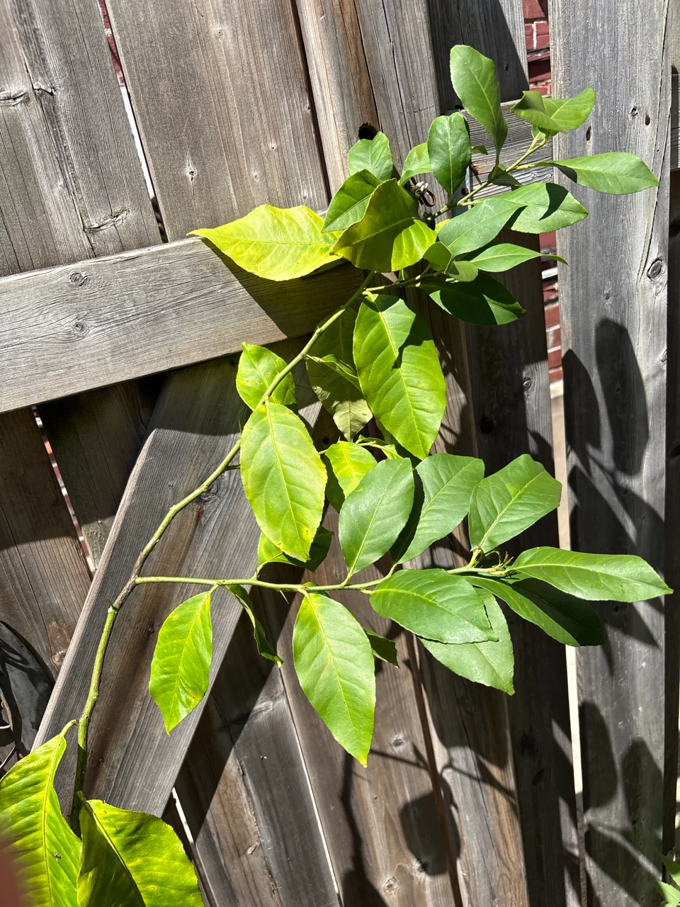 Lemon Tree Branch with Leaves - photo 3