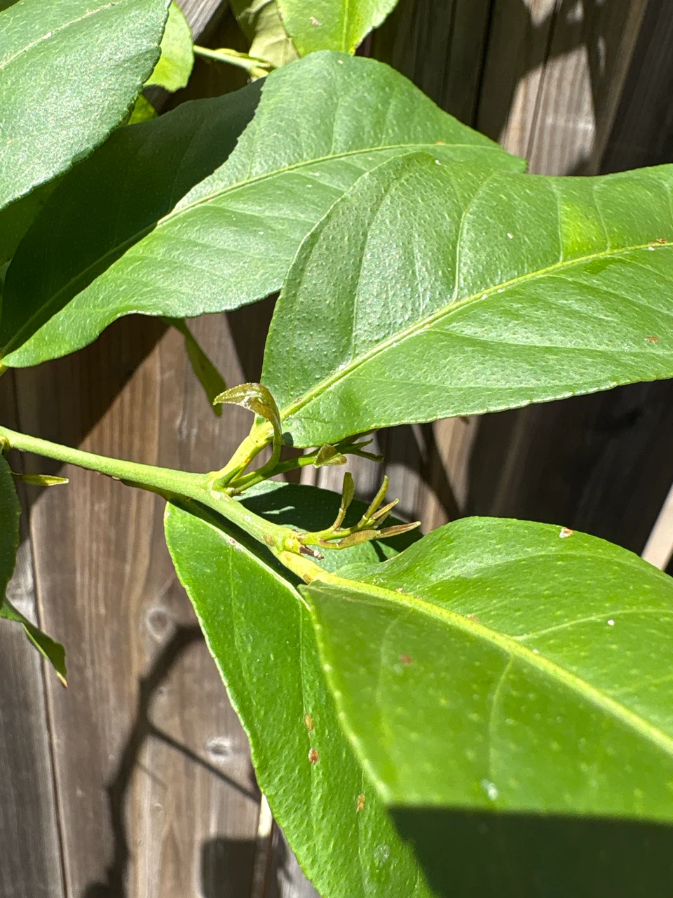 Lemon Tree Branch with Leaves - photo 4