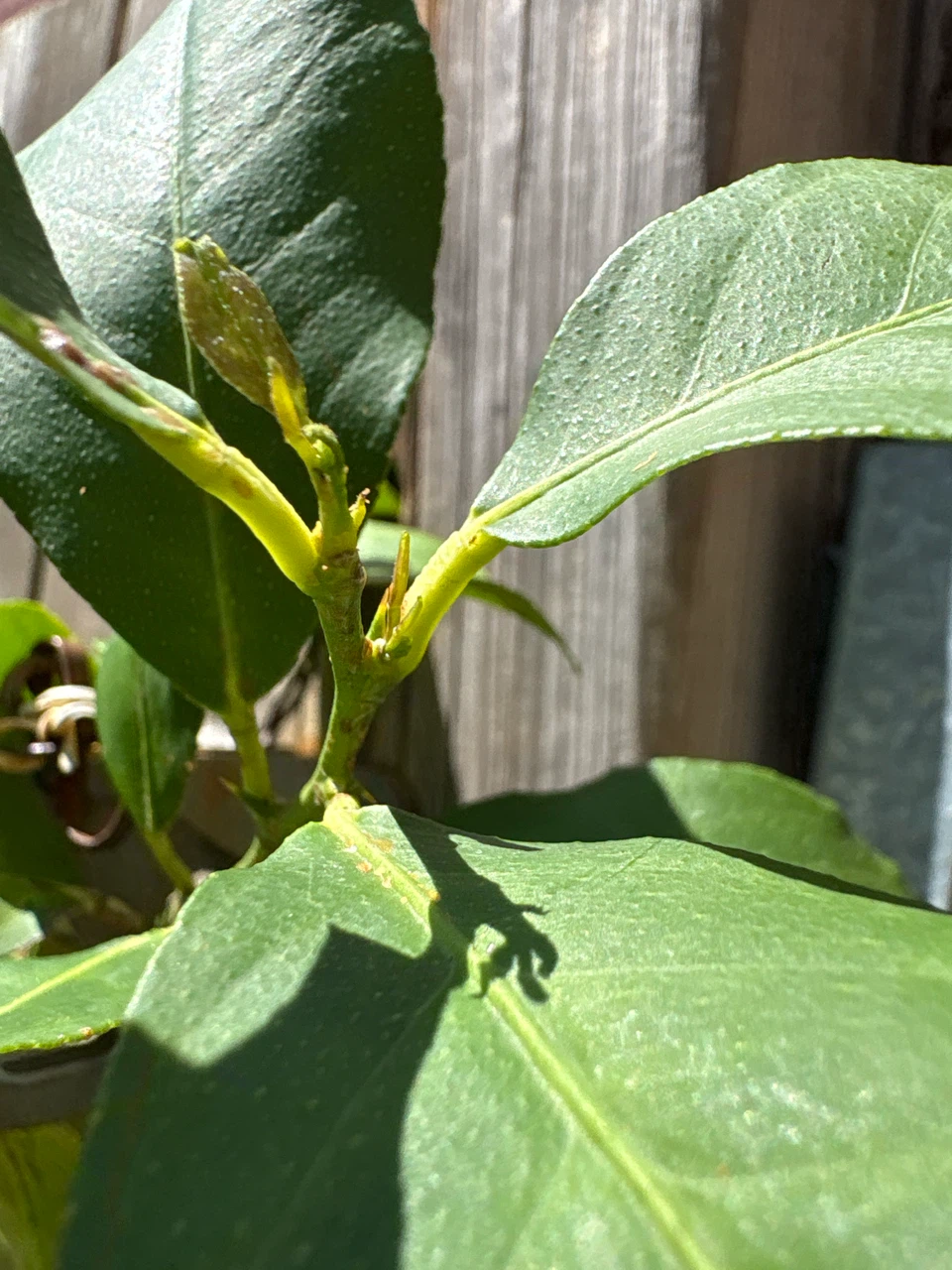 Lemon Tree Branch with Leaves - photo 5