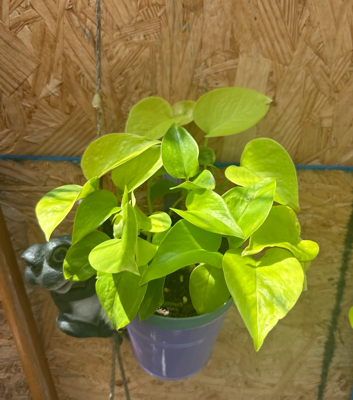 Neon Pothos Houseplant – Easy Care, Bright Green Beauty!