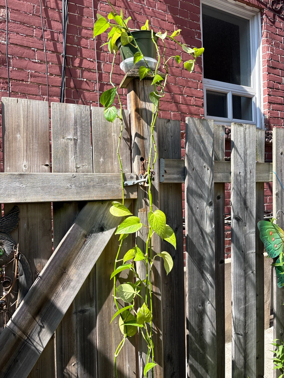 Pothos Plant
