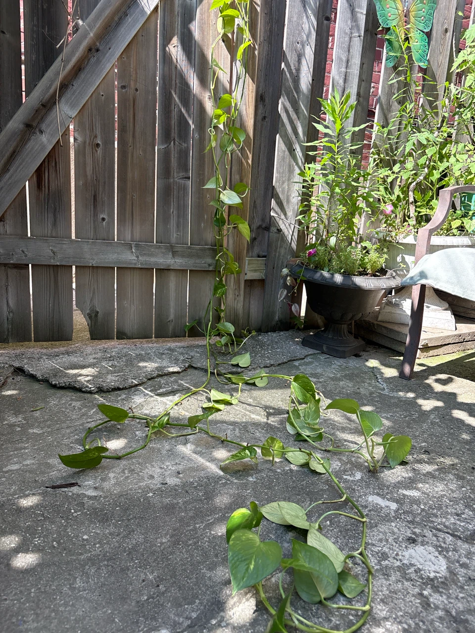 Pothos Plant - photo 2