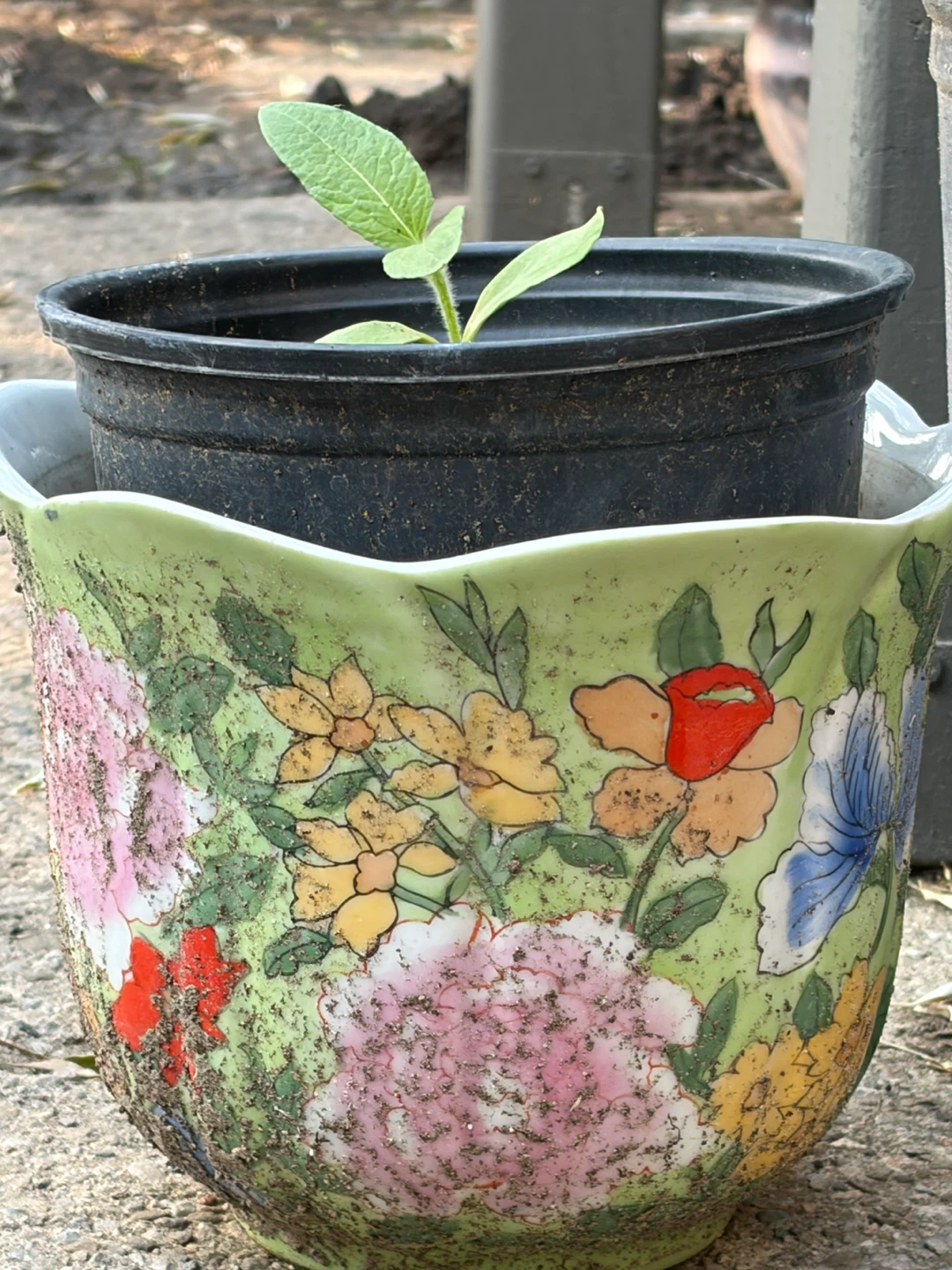 Sunflower in decorative pot