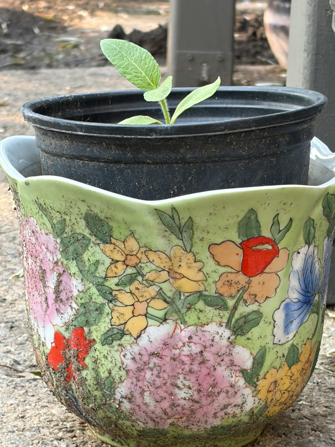 Sunflower in decorative pot - photo 2