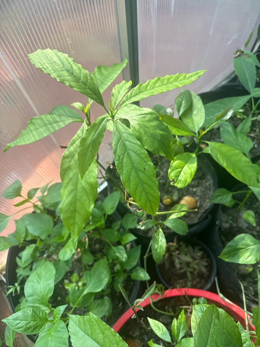 Avocado Plant Sapling