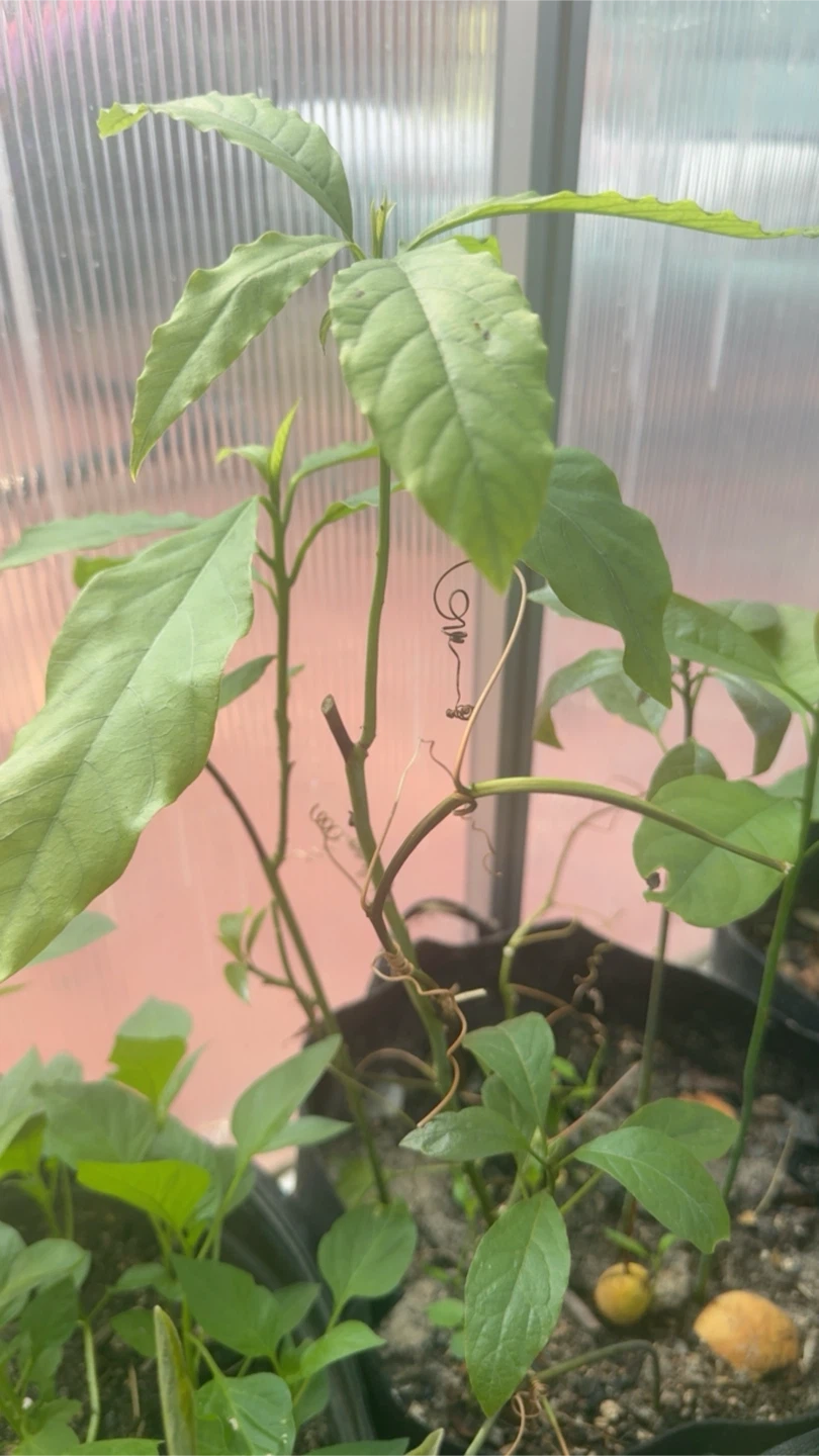 Avocado Plant Sapling - photo 2