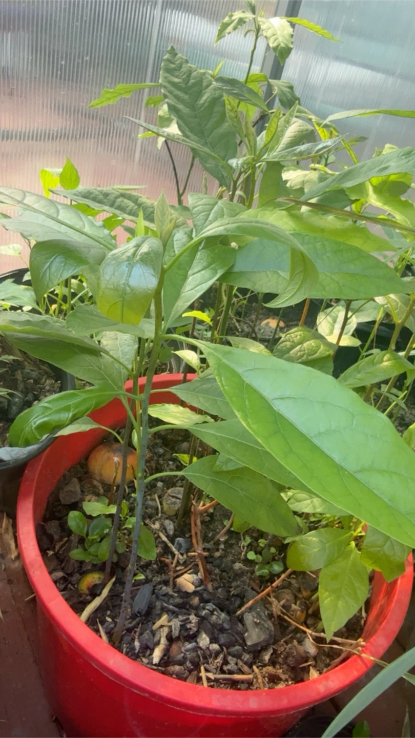 Avocado Plant Sapling - photo 3