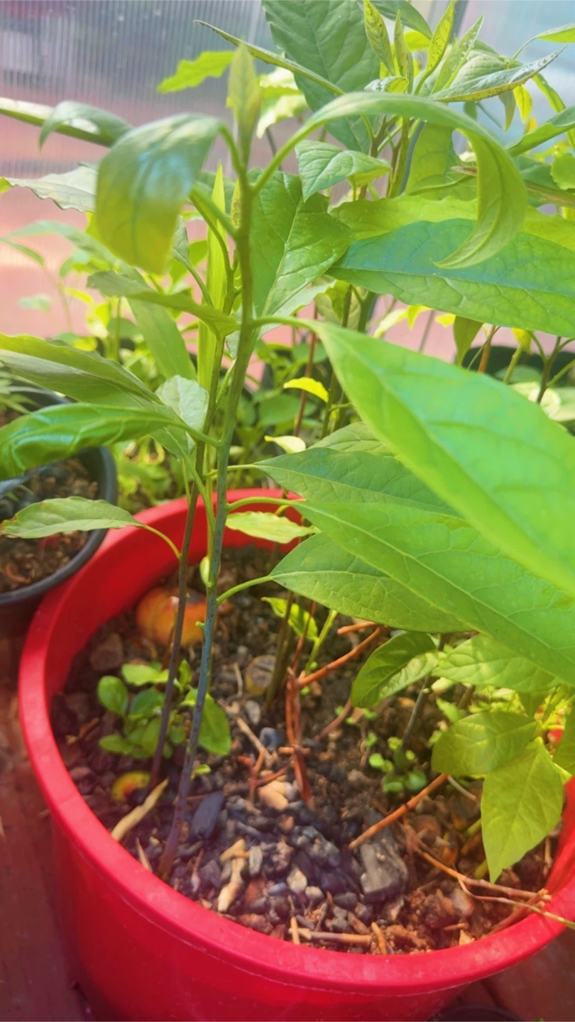 Avocado Plant Sapling - photo 4