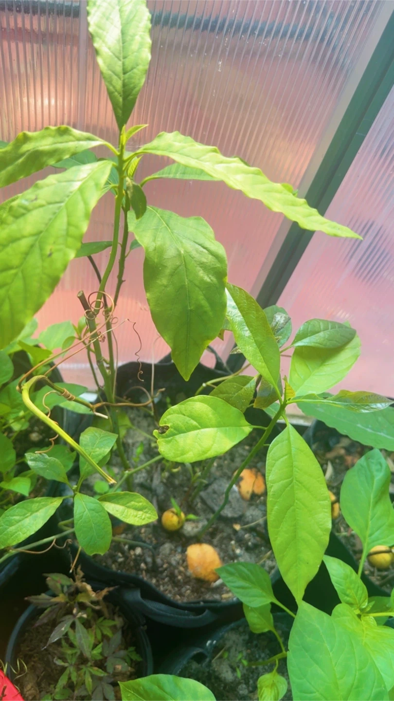 Avocado Plant Sapling - photo 5