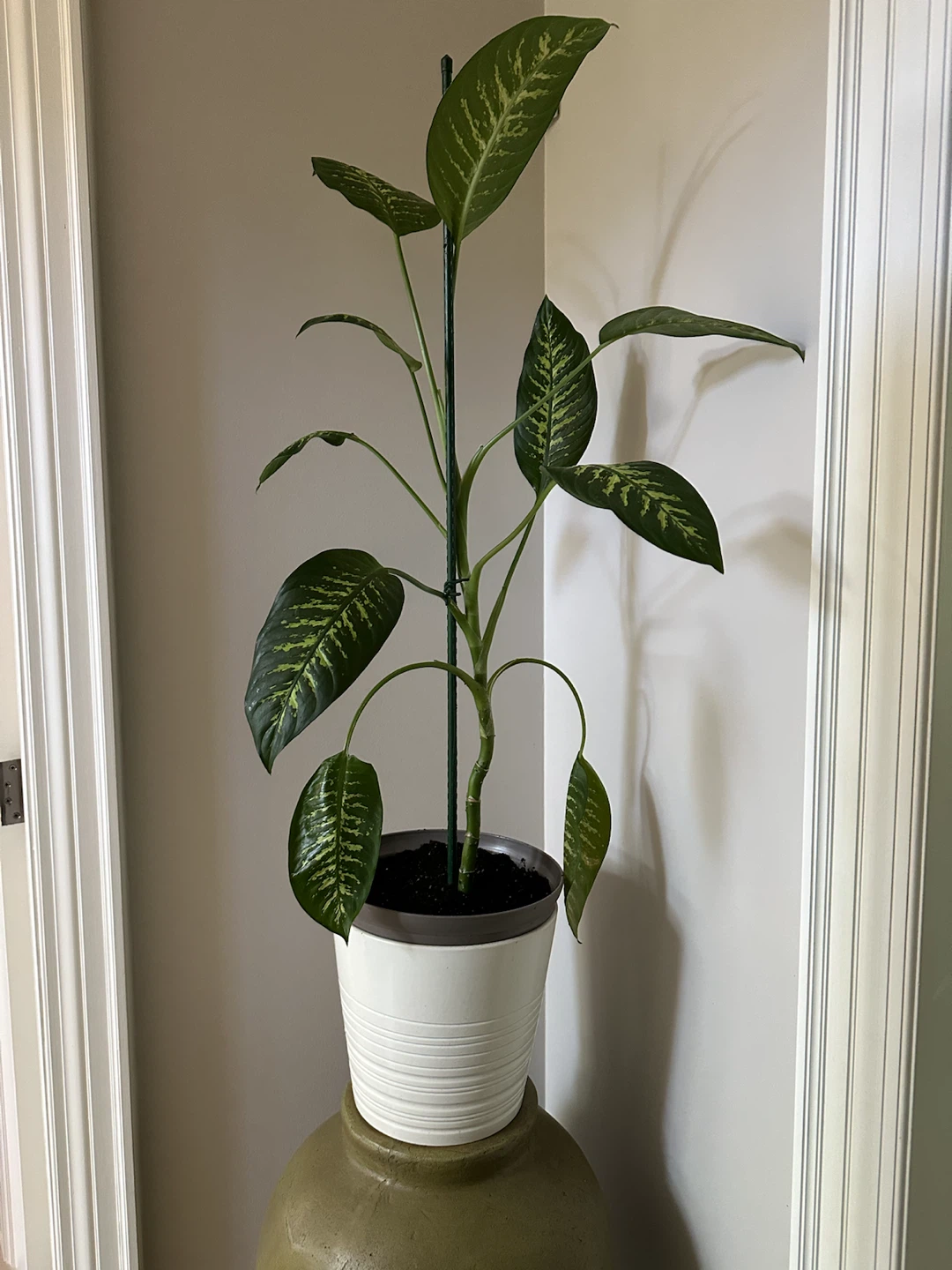 Large Dieffenbachia Dumb Cane Plant