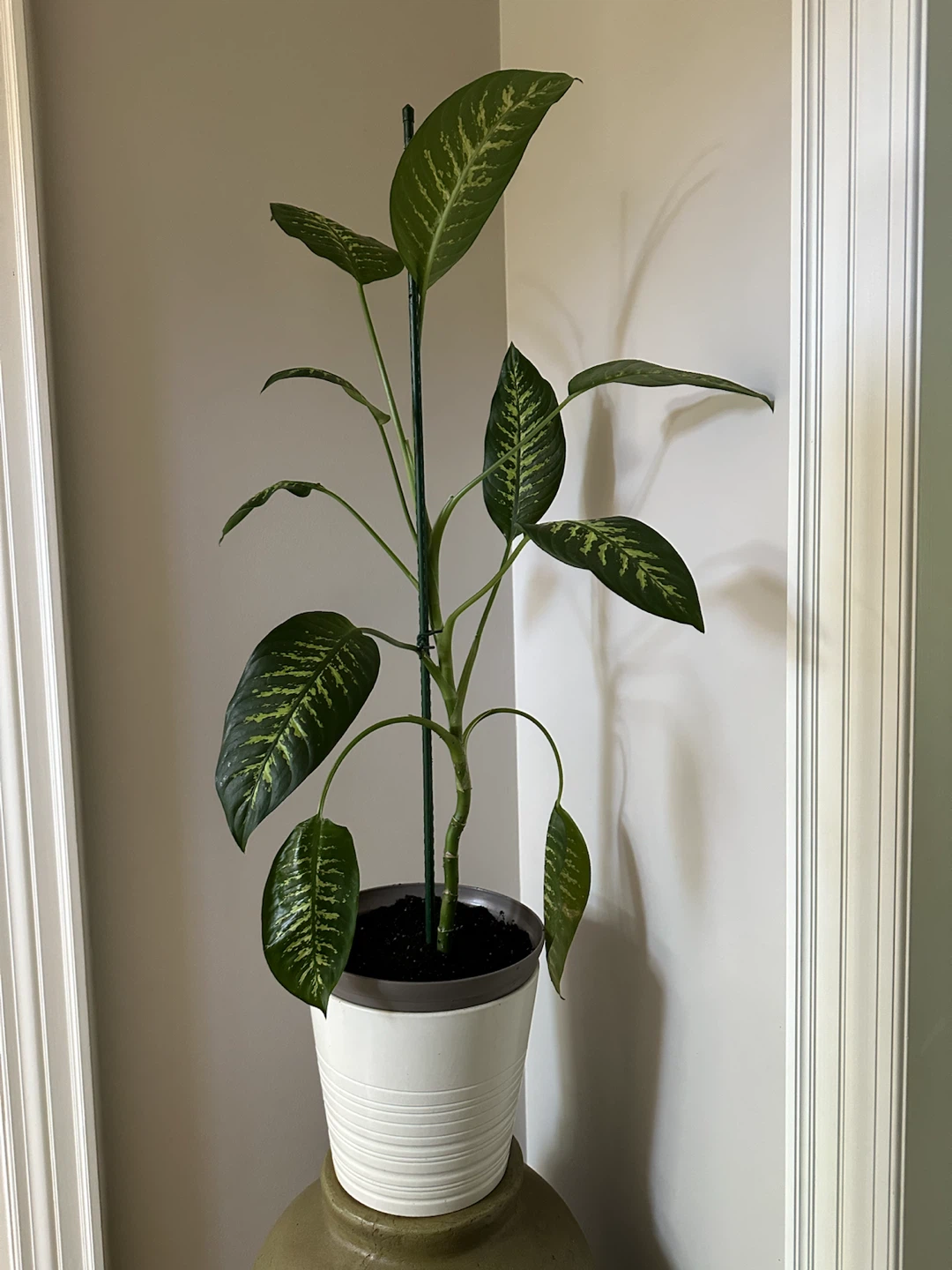 Large Dieffenbachia Dumb Cane Plant - photo 2