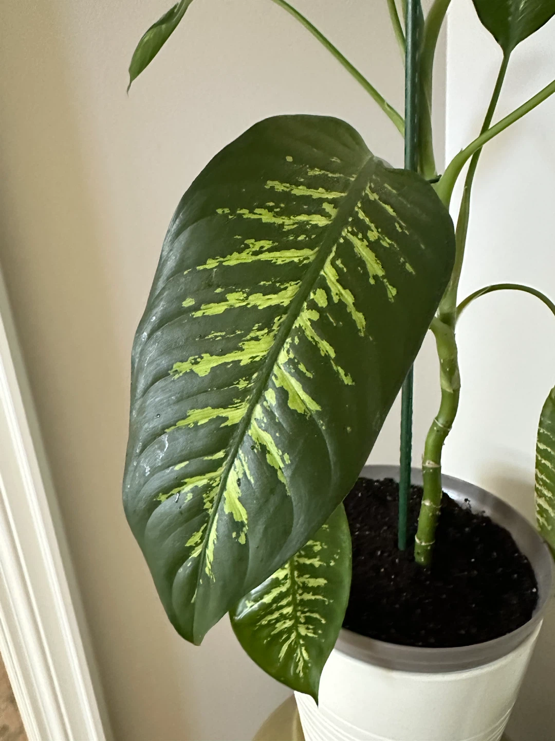 Large Dieffenbachia Dumb Cane Plant - photo 3