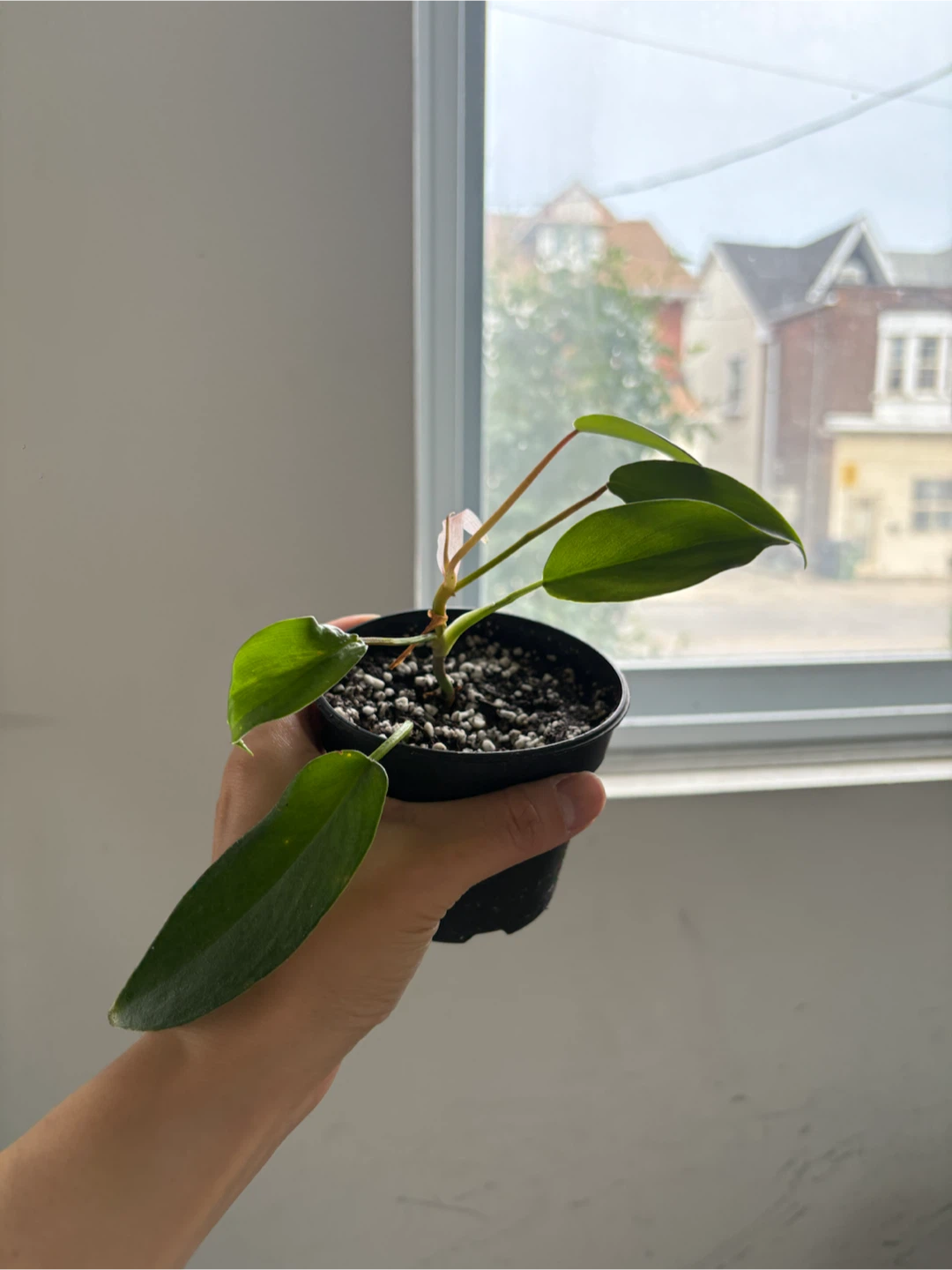 Philodendron Florida Green