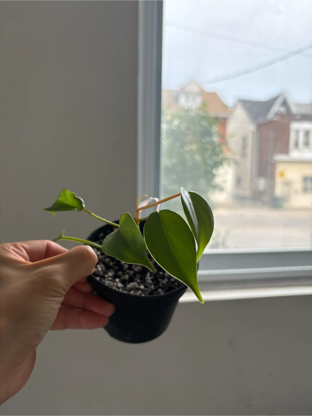 Philodendron Florida Green - photo 2