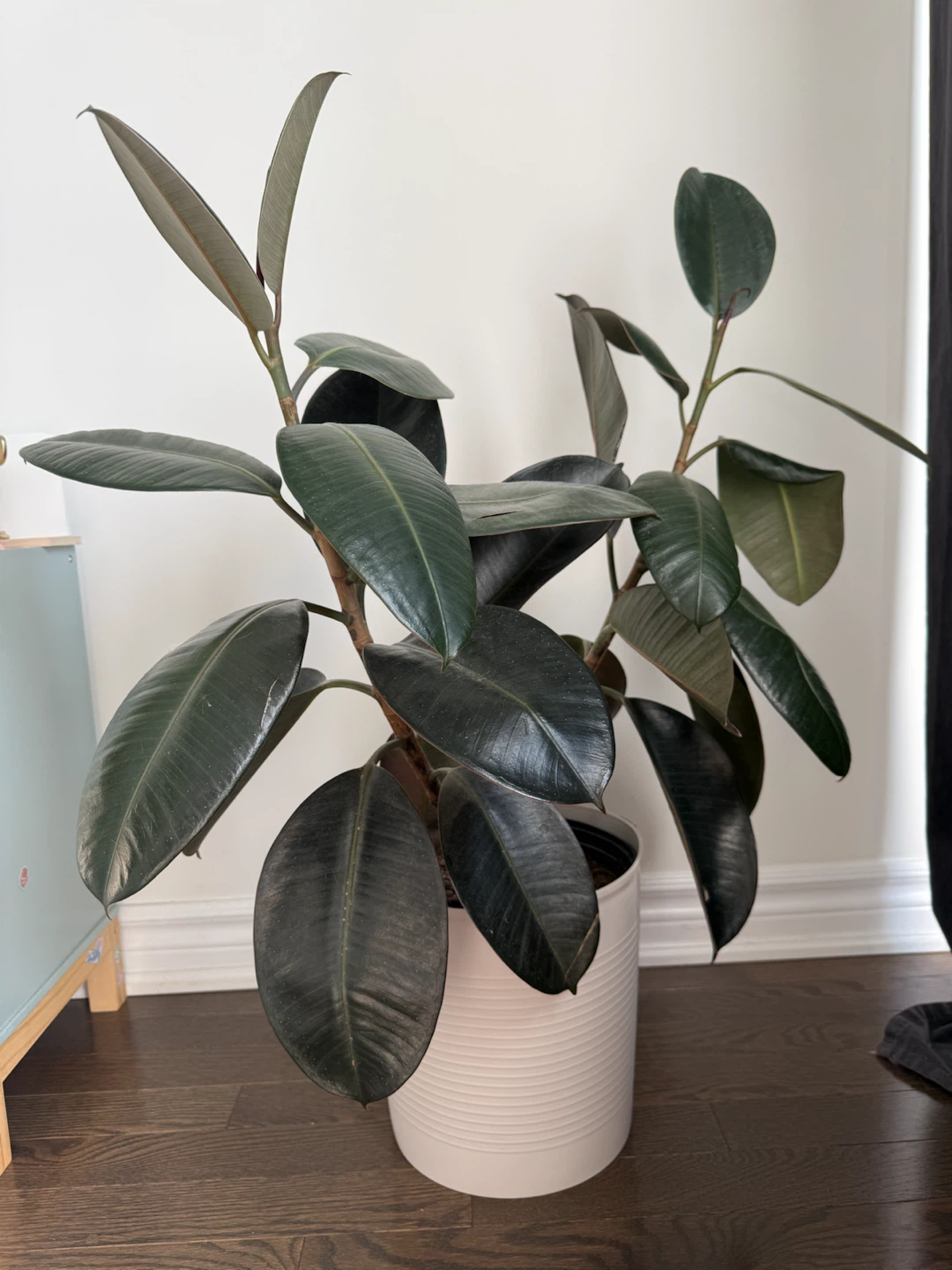 Rubber Tree Plant