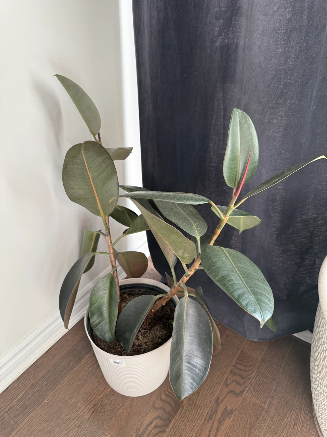 Rubber Tree Plant - photo 2