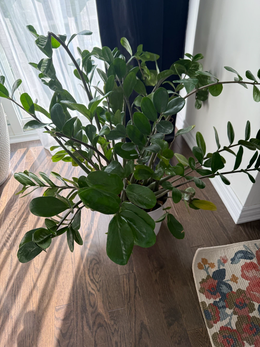 ZZ Plant in White Pot - photo 3