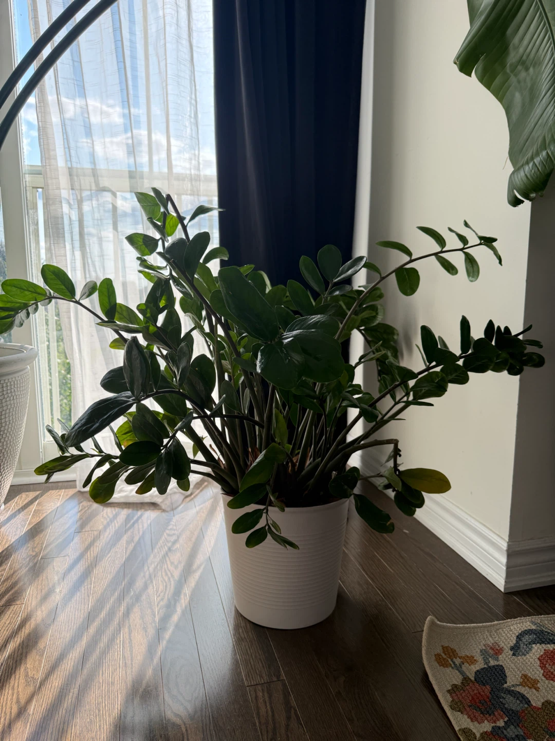 ZZ Plant in White Pot - photo 2