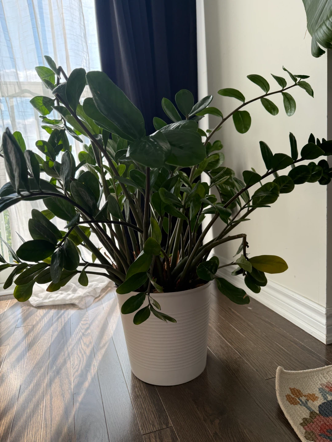 ZZ Plant in White Pot