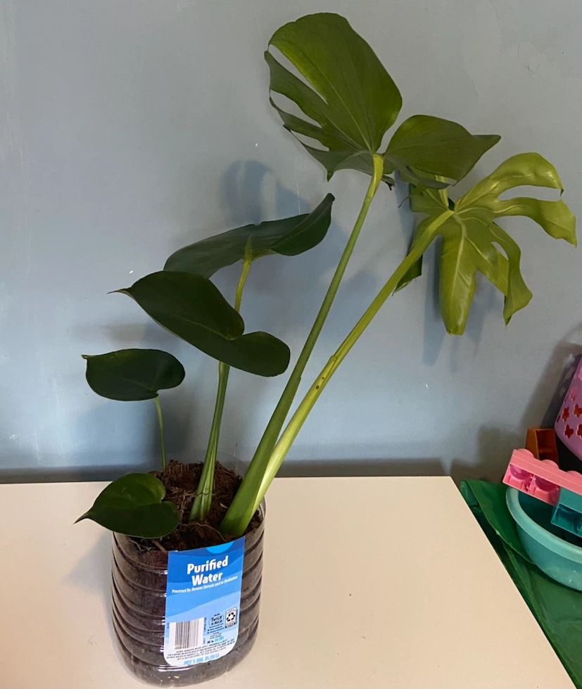 Monstera Houseplant