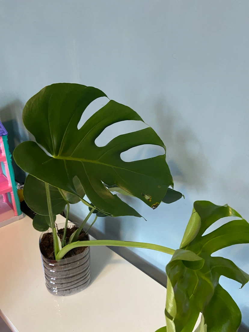 Monstera Houseplant - photo 2