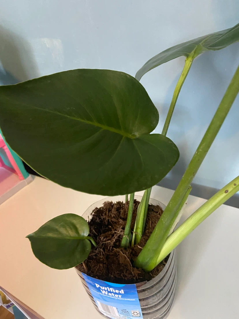 Monstera Houseplant - photo 3