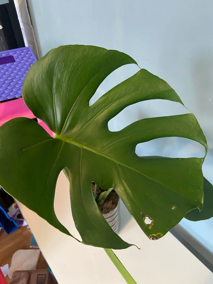 Monstera Houseplant - photo 4
