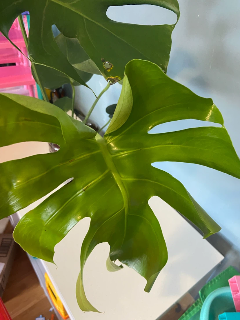 Monstera Houseplant - photo 5