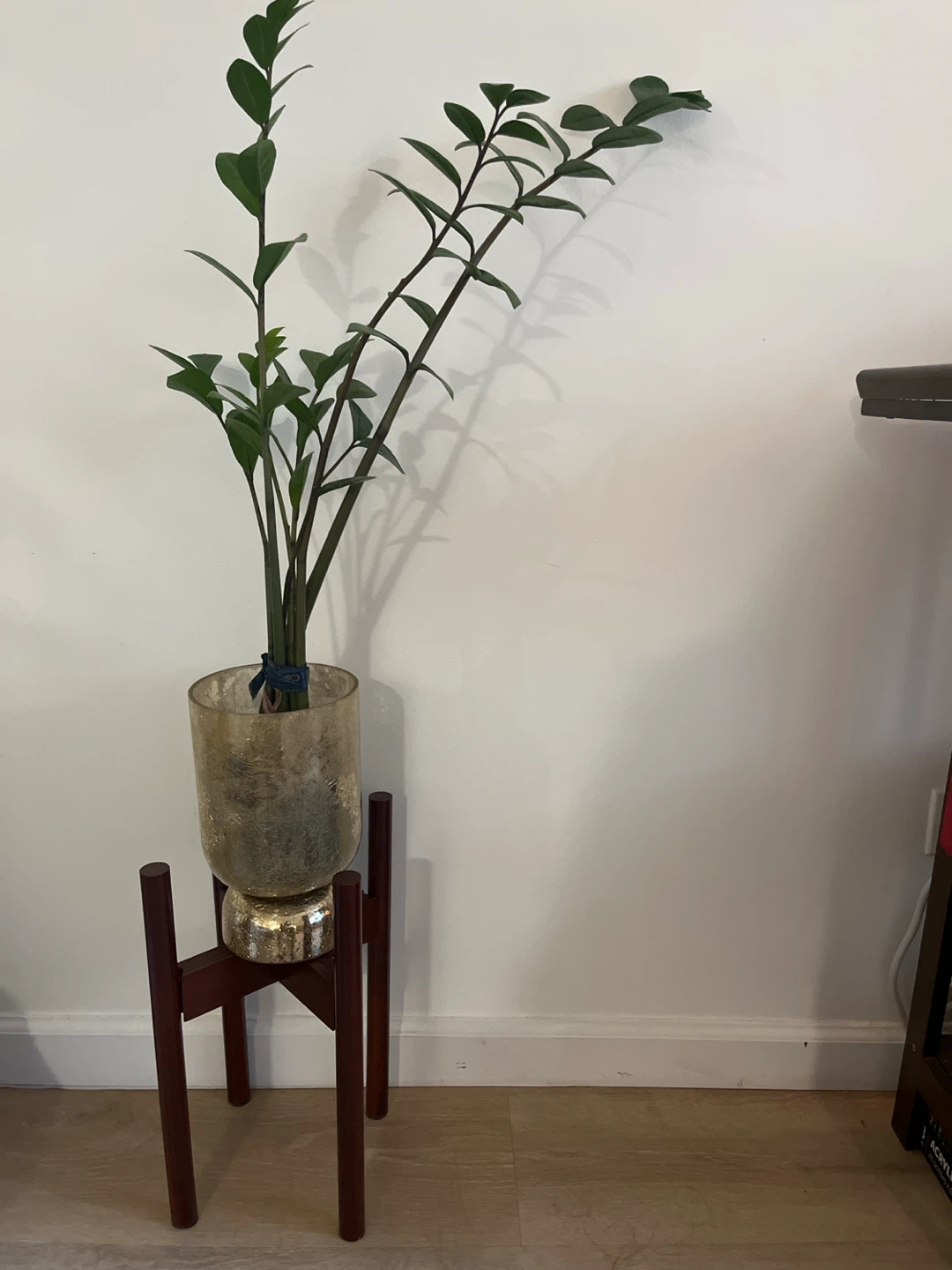 ZZ Plant in Decorative Pot + stand