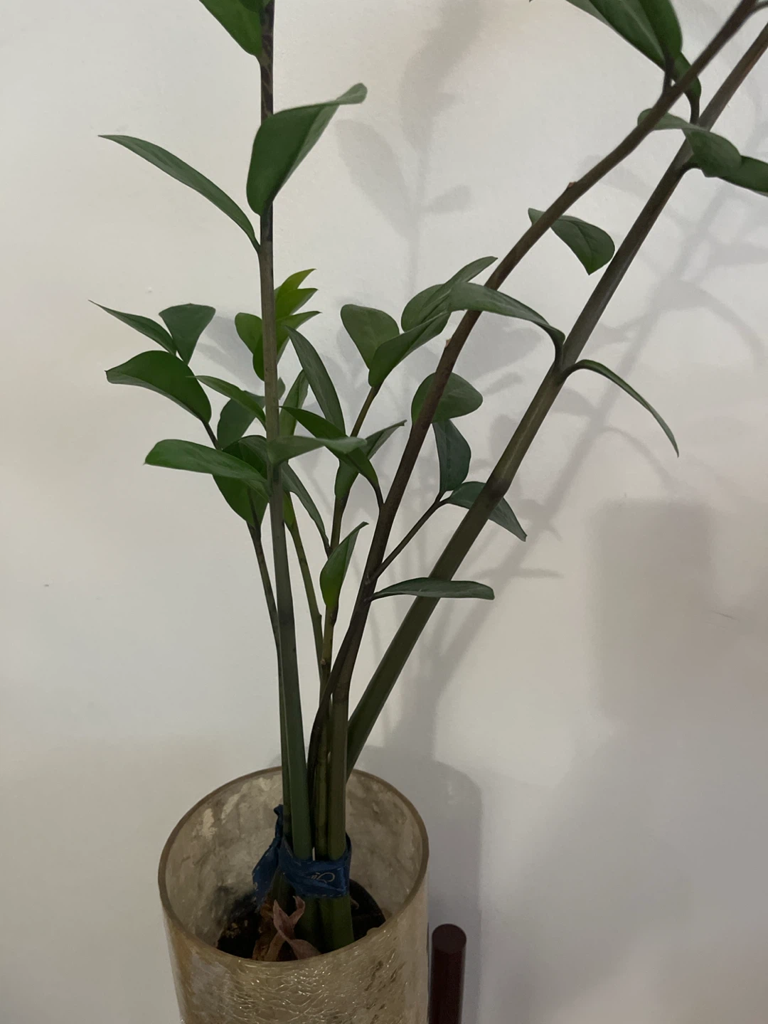 ZZ Plant in Decorative Pot + stand - photo 2