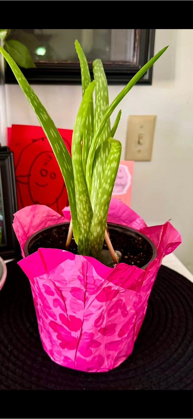 Large aloe vera plant